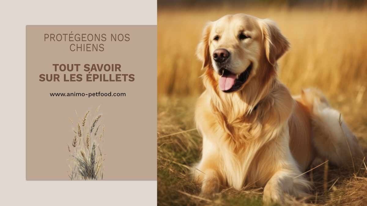 Protégeons nos chiens - Tout savoir sur les épillets